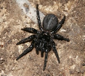 Araña de Sidney