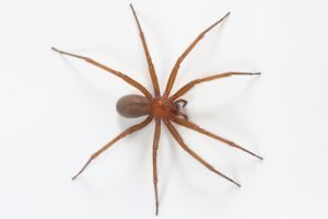 Imagen de la araña loxosceles laeta