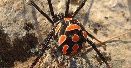 Viuda negra europea