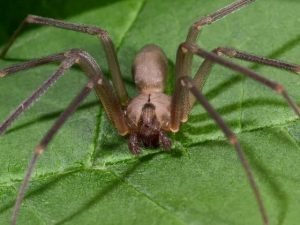 Araña Rincón