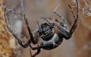 Araña en su tela