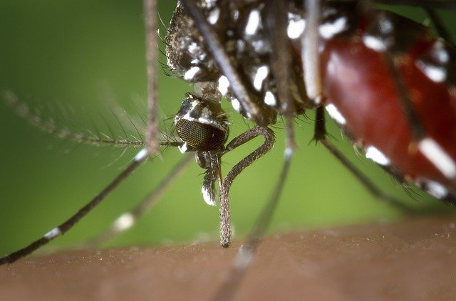 Mosquito tigre mientras pica a una persona