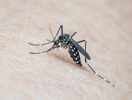 Mosquito tigre picando