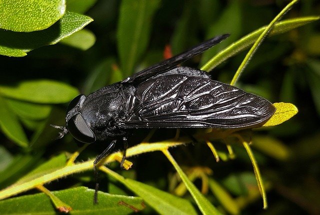 Mosca negra o tábano